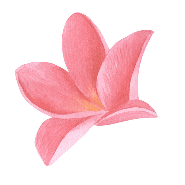 粉红色的鸡蛋花。绿色的热带树叶。手绘水彩插图在白色的背景。图片用于浪漫的设计，婚礼，请柬，卡片。图片下载