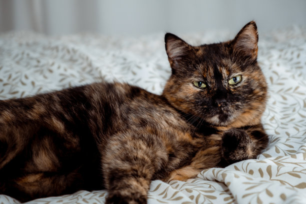 三色猫看着相机，躺在卧室的床上。幸福生活理念。小猫有一双绿色的大眼睛。家养动物的居家休闲。没有寄生虫。对待宠物。高质量照片图片下载