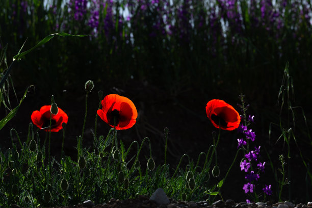 鲜花在田野与阳光明亮和黑暗的背景，股票照片图片下载