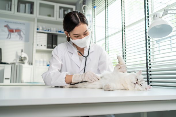 亚洲兽医在兽医诊所检查猫咪。在宠物医院，专业兽医站在检查台上，用听诊器检查小动物小猫图片下载