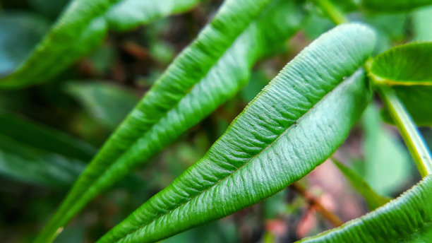 同花顺的绿叶特写图片下载