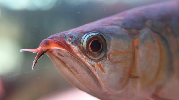 亚洲龙鱼头部特写照片，眼睛在中心图片下载