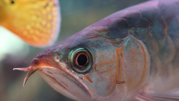 亚洲龙鱼头部特写照片，眼睛在中心图片下载