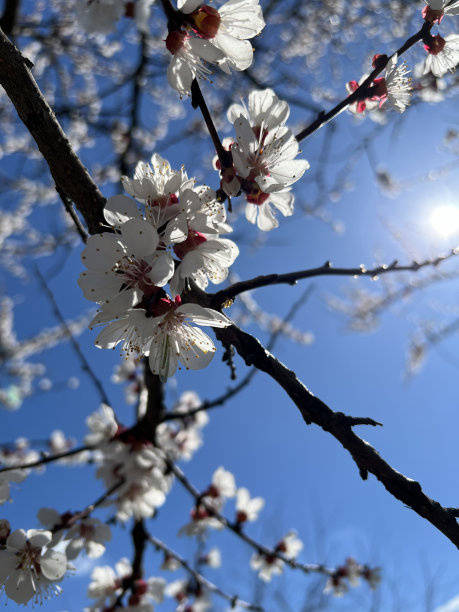 美丽的花朵春天抽象的自然背景。垂直的照片。树枝开花杏微距与柔和的焦点轻蓝色的天空背景。用于复活节和春季贺卡与复制空间图片下载