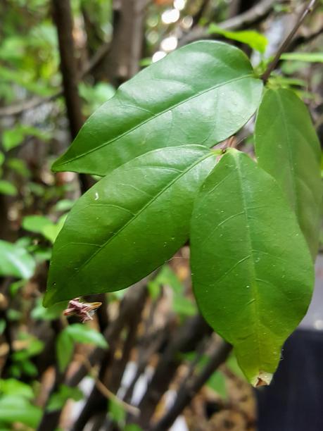 树林里树枝上一片绿叶的照片。图片下载