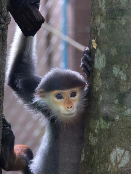 一只猴子挂在树枝上的照片。图片下载