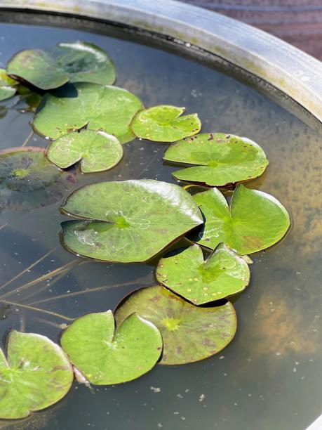一碗水中漂浮着睡莲花瓣的照片。图片下载