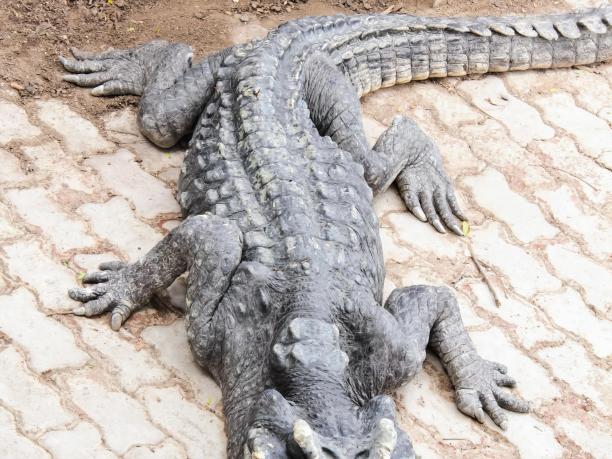 一张大鳄鱼躺在石头地板上的照片。图片下载