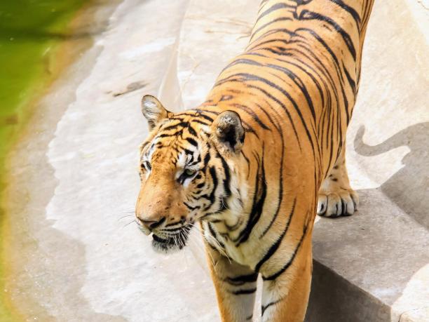 一张老虎在混凝土表面行走的照片。图片下载