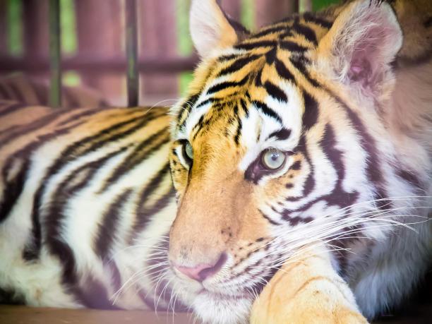 老虎躺在笼子里的照片。图片下载