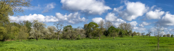 春天的果园草地全景照片，阳光明媚，天气晴朗，樱桃、苹果等果树开花，云层清澈图片下载