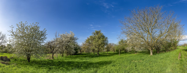 春天的果园草地全景照片，阳光明媚，天气晴朗，樱桃、苹果等果树开花，云层清澈图片下载