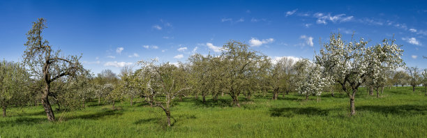 春天的果园草地全景照片，阳光明媚，天气晴朗，樱桃、苹果等果树开花，云层清澈图片下载