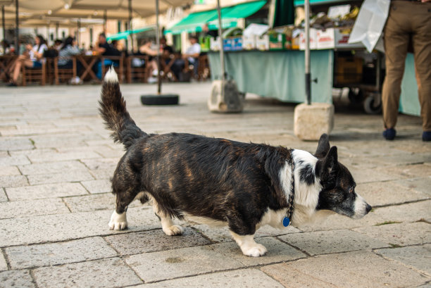 一只老狗在菜市场等着它的主人。街市上的一只狗。图片下载