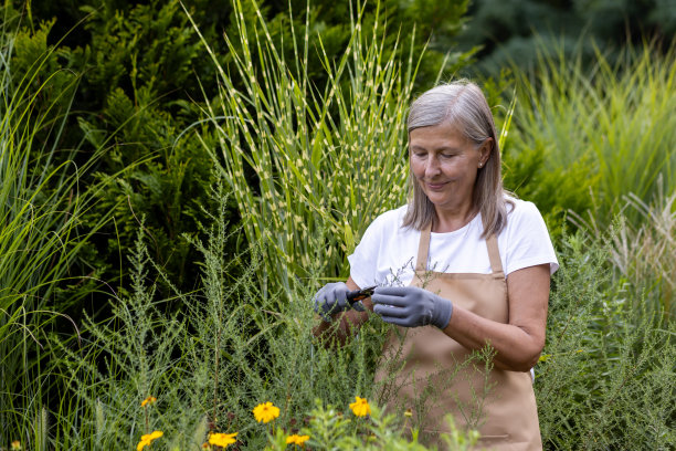 照片上是一位头发花白的老妇人，穿着围裙，戴着手套，在花园里干活，用手割草，照顾植物图片下载