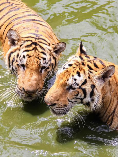两只老虎在水里互相玩耍的照片。图片下载