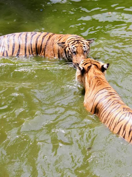 两只老虎一起在水里玩耍的照片。图片下载