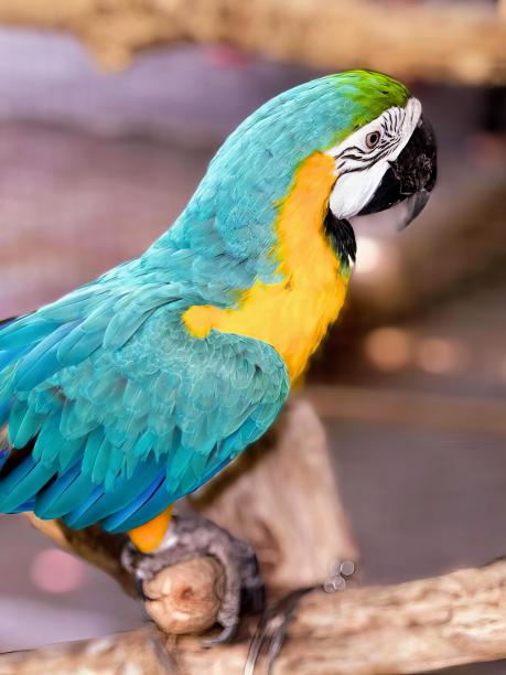 一张坐在树枝上的彩色鹦鹉的照片。图片下载