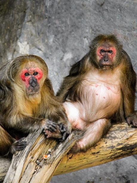 两只眼睛通红的猴子坐在树枝上的照片。图片下载