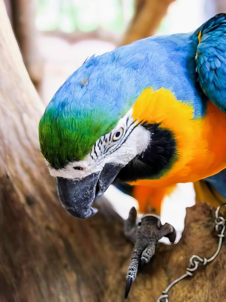 一只彩色鹦鹉栖息在树枝上的照片。图片下载