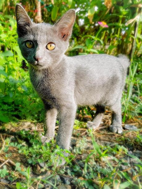 一张猫站在草地上的照片，背景模糊。图片下载