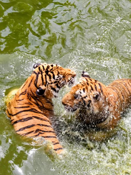 两只老虎在水里互相玩耍的照片。图片下载