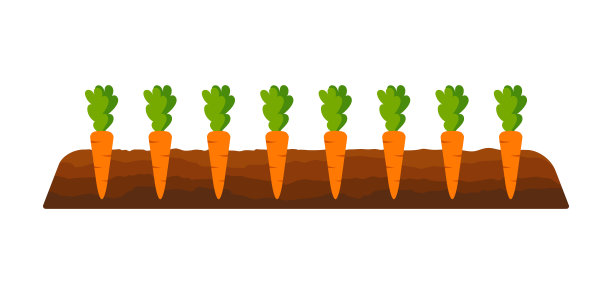 菜园里的胡萝卜床。园丁的工作矢量插图。厨房花园的横幅。种有蔬菜的花园床。花园床上的胡萝卜。说明胡萝卜是如何生长的图片下载