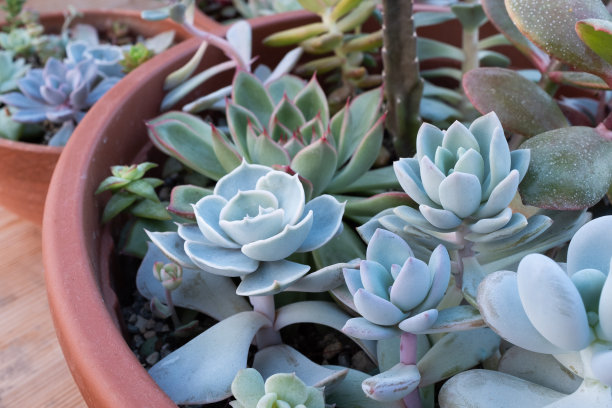 多汁的成分。背景从多肉植物在锅出版，海报，日历，邮政，屏幕保护程序，壁纸，明信片，横幅，网站。高质量照片图片下载