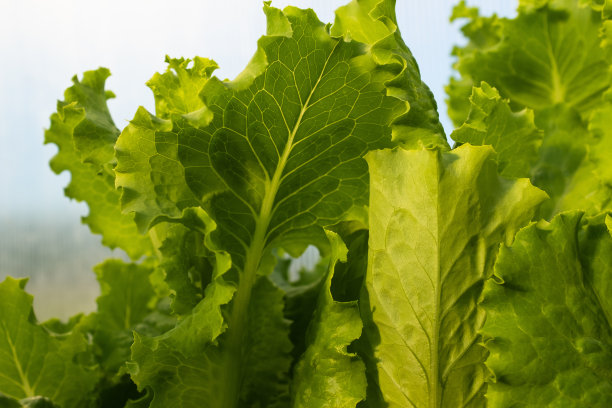背景来自新鲜的绿色生菜叶子。生绿叶蔬菜。沙拉植物海报，日历，邮政，屏幕保护程序，壁纸，明信片，横幅，封面，网站。高质量照片图片下载