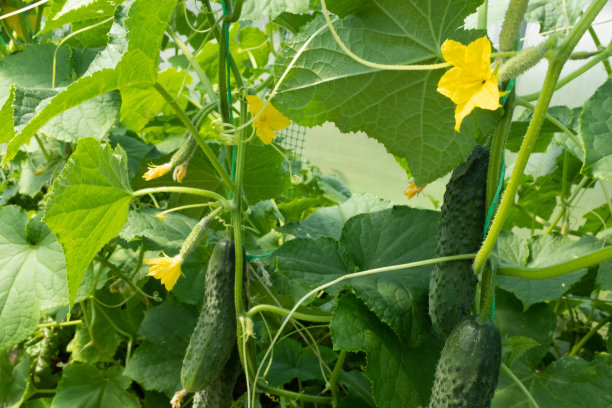 温室里的黄瓜开花植株。蔬菜种植背景出版物，海报，日历，帖子，屏幕保护程序，壁纸，封面，网站。高质量照片图片下载