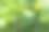 温室里的黄瓜开花植株。蔬菜种植背景出版物，海报，日历，帖子，屏幕保护程序，壁纸，封面，网站。高质量照片图片下载