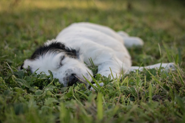 可爱的英国猎犬宝宝躺在草地上睡觉的照片图片下载