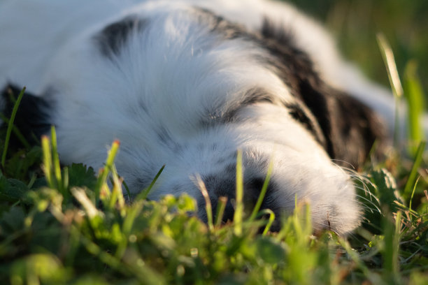 可爱的英国猎犬宝宝躺在草地上睡觉的照片图片下载