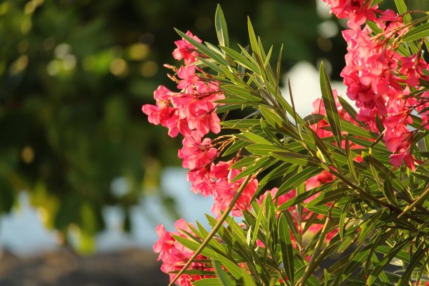 热带花卉和植物的美丽照片图片下载