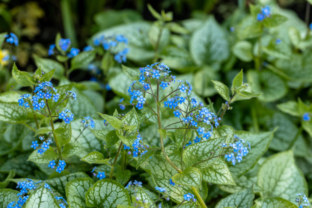 Brunnera macrophylla。绿色的大叶子和小蓝花的花序形成了连续的灌木丛。高质量照片图片下载