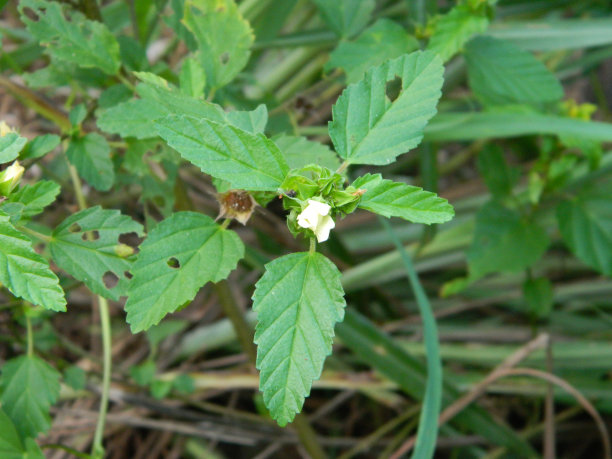 野生绿色植物的特写照片，有美丽的花朵。热带野生植物热带野生植物图片下载