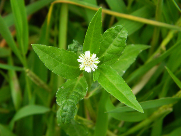 野生绿色植物的特写照片，有美丽的花朵。热带野生植物热带野生植物图片下载