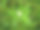 野生绿色植物的特写照片，有美丽的花朵。热带野生植物热带野生植物图片下载