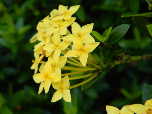 野生绿色植物的特写照片，有美丽的花朵。热带野生植物热带野生植物图片下载