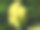 野生绿色植物的特写照片，有美丽的花朵。热带野生植物热带野生植物图片下载