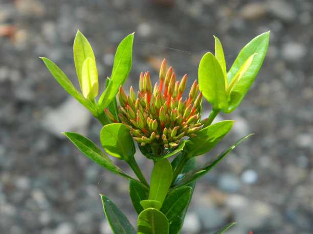 野生绿色植物的特写照片，有美丽的花朵。热带野生植物热带野生植物图片下载