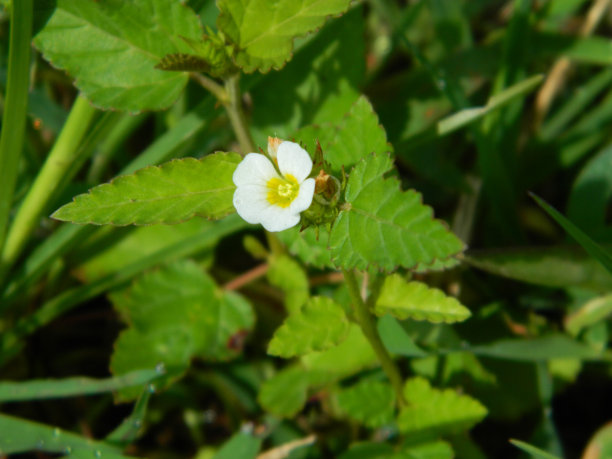 野生绿色植物的特写照片，有美丽的花朵。热带野生植物热带野生植物图片下载