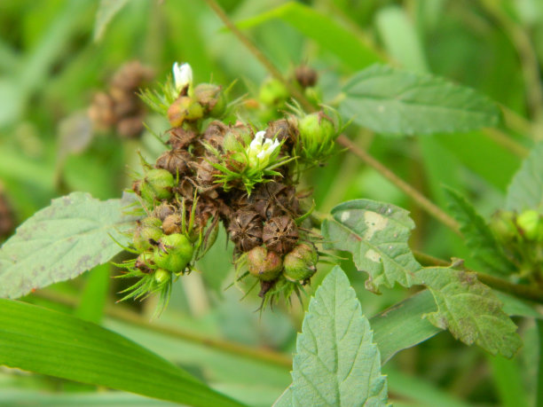 野生绿色植物的特写照片，有美丽的花朵。热带野生植物热带野生植物图片下载