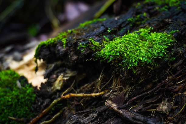 近距离照片腐烂的树干与苔藓和枯叶腐殖质在森林的地面上。腐烂的老木头。理念为国际森林日，走向绿色，地球日，生态。图片下载
