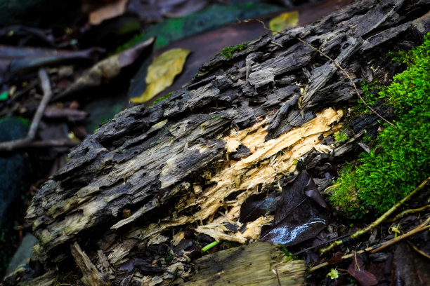 近距离照片腐烂的树干与苔藓和枯叶腐殖质在森林的地面上。腐烂的老木头。理念为国际森林日，走向绿色，地球日，生态。图片下载