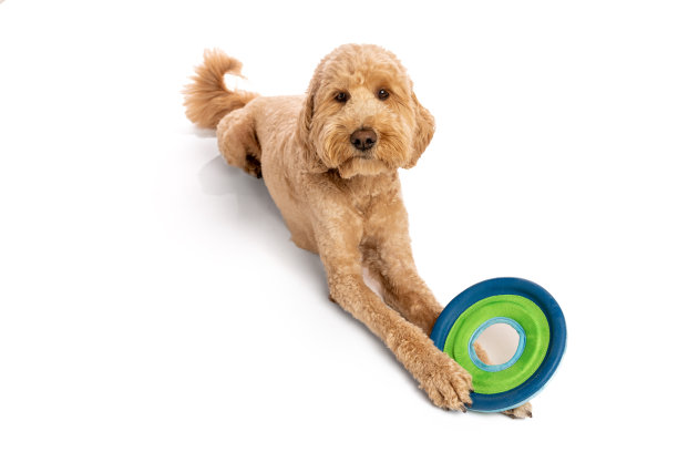 孤立在白色的金毛贵宾犬图片下载