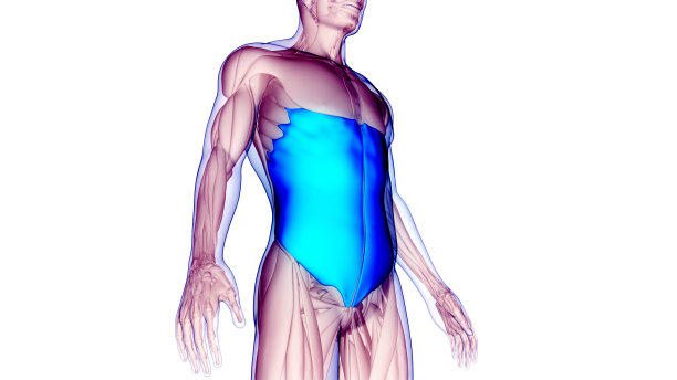 人体肌肉系统躯干肌肉外斜解剖图片下载