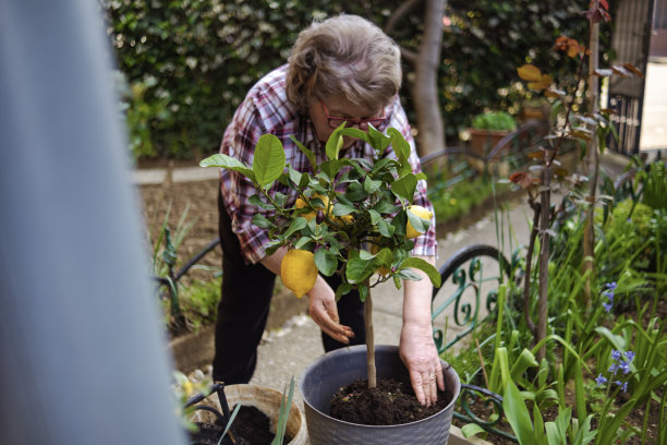 老年人喜欢植树节，因为他们可以重新种植更多的树图片下载