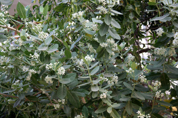 白冠花(Calotropis gigantea)开花;(图片来源:Sanjiv Shukla)图片下载