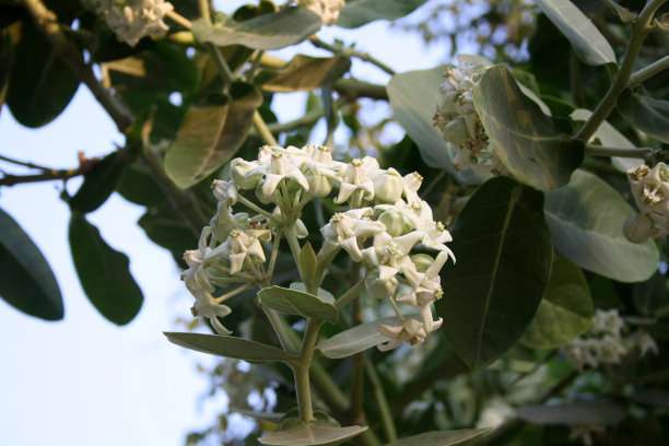 白冠花(Calotropis gigantea)开花;(图片来源:Sanjiv Shukla)图片下载